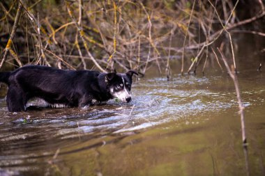 Mavi ve kahverengi gözlü köpek nehirde yüzüyor. Köpek avcısı..