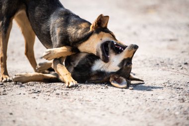 Kızgın köpek saldırıları. Köpek saldırgan ve tehlikeli görünüyor..