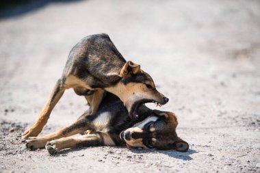Kızgın köpek saldırıları. Köpek saldırgan ve tehlikeli görünüyor..