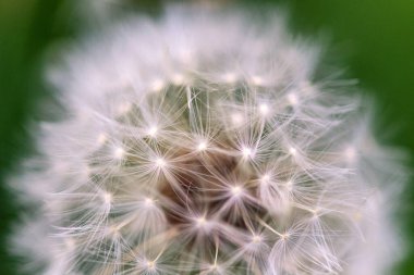 karahindiba yeşil zemin üzerine