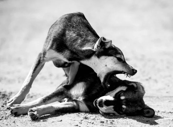 Angry Dog Attacks Dog Looks Aggressive Dangerous — Stock Photo, Image