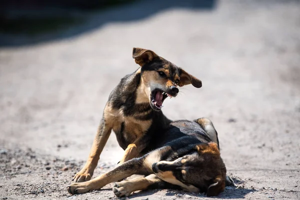 Angry dog attacks. The dog looks aggressive and dangerous.