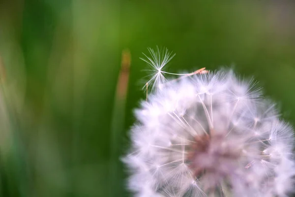 Paardebloem Groene Achtergrond — Stockfoto