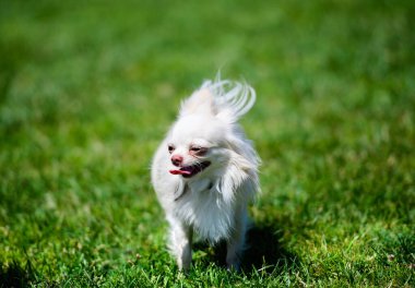 Güzel küçük köpek yeşil çimlerin üzerinde.