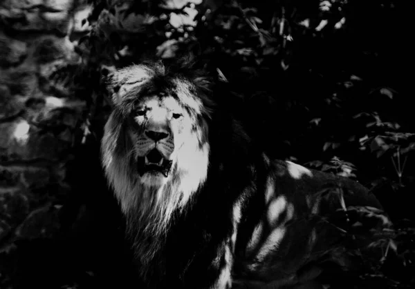 Прекрасний Міцний Лев Тваринний Світ Великий Кіт — стокове фото