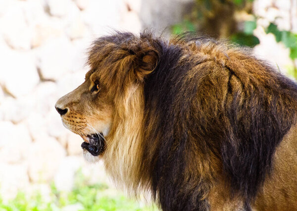 Beautiful Mighty Lion. Animal world. Big cat.