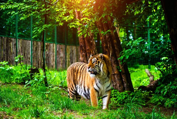 Mooi Amur Tijgerportret Gevaarlijk Dier — Stockfoto