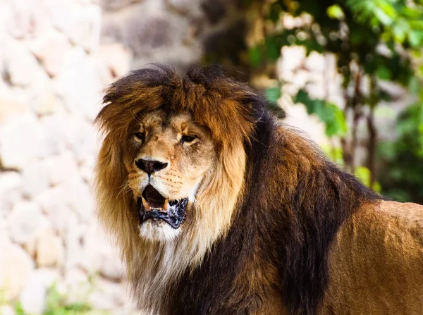 Beautiful Mighty Lion Animal World Big Cat — Stock Photo, Image