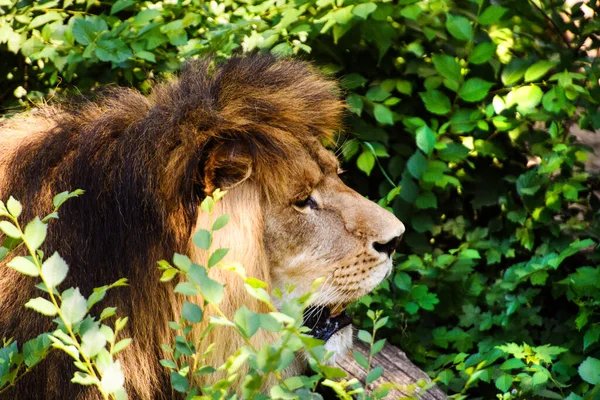 Hermoso León Poderoso Mundo Animal Gato Grande — Foto de Stock