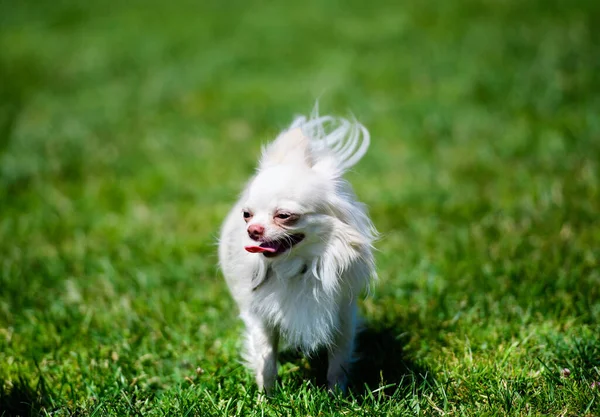 Güzel Küçük Köpek Yeşil Çimlerin Üzerinde — Stok fotoğraf