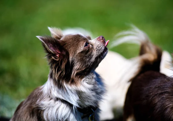 Красива Маленька Собака Зеленій Траві — стокове фото