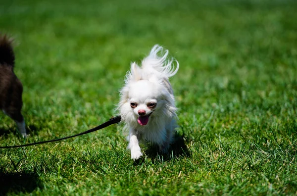 緑の芝生の上に美しい小さな犬 — ストック写真