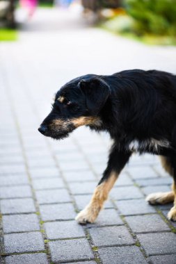 Aç ve evsiz köpek sokakta terk edilmiş