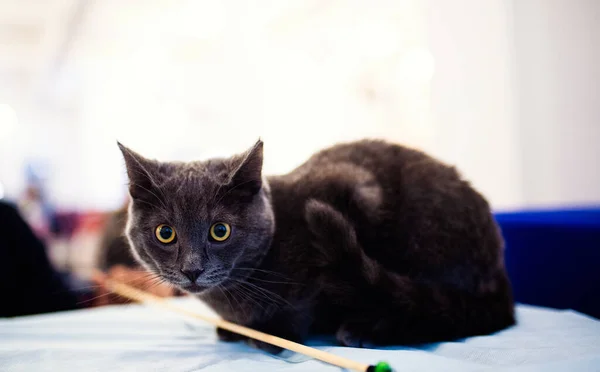 Portrait British Shorthair Grey Cat Embarrassed Surprised Shocked Look — Stock Photo, Image