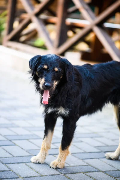 Cane Senzatetto Affamato Abbandonato Strada — Foto Stock