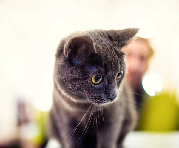 Porträt Der Britischen Kurzhaarkatze Verlegener Überraschter Und Geschockter Blick — Stockfoto