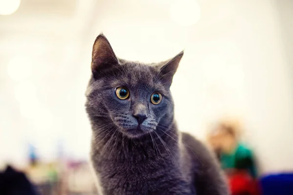 Retrato Gato Cinzento Britânico Olhar Envergonhado Surpreso Chocado — Fotografia de Stock