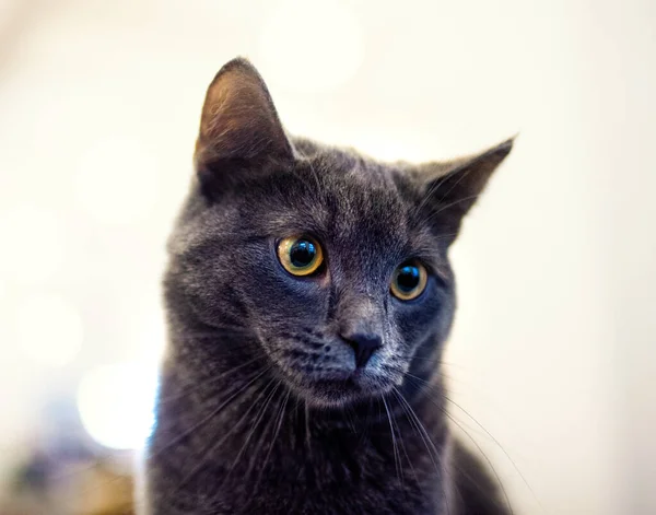 Portrét Britské Krátkosrsté Šedé Kočky Ztrapněný Překvapený Šokovaný Pohled — Stock fotografie