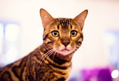 Güzel Bengal kedisi. Hayvan portresi. Komik kedi..