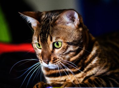 Güzel Bengal kedisi. Hayvan portresi. Komik kedi..