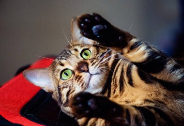 Güzel Bengal kedisi. Hayvan portresi. Komik kedi..