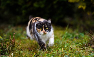 Üç renkli tüylü kedi dişi portresi. Şirin kedi..