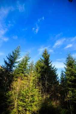 Karpat Dağları 'ndaki güzel orman, Ukrayna, Avrupa. Güneş ışığıyla birlikte doğanın manzarası. Doğa konseptinin güzelliği.