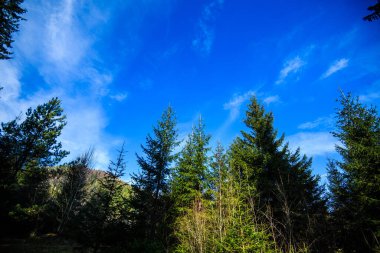 Karpat Dağları 'ndaki güzel orman, Ukrayna, Avrupa. Güneş ışığıyla birlikte doğanın manzarası. Doğa konseptinin güzelliği.