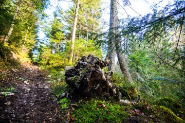 Karpat Dağları 'ndaki güzel orman, Ukrayna, Avrupa. Güneş ışığıyla birlikte doğanın manzarası. Doğa konseptinin güzelliği.