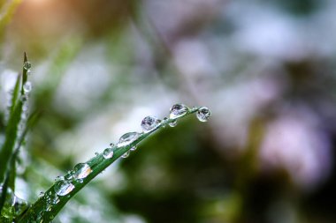 Çimlerin üzerinde buz ve su damlalarıyla makro.