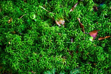 Orman geçmişi, Ukrayna, Avrupa. Güneş ışığıyla birlikte doğanın manzarası. Doğa konseptinin güzelliği.