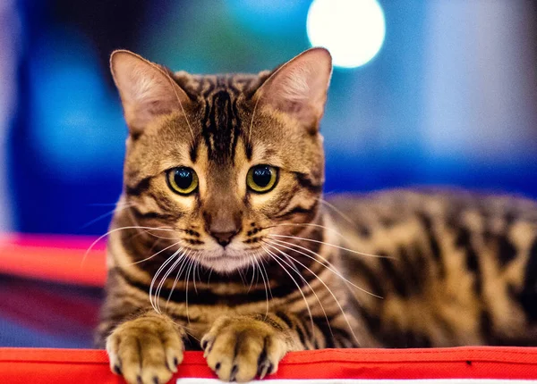 Krásná Stylová Bengálská Kočka Zvířecí Portrét Vtipná Kočka — Stock fotografie