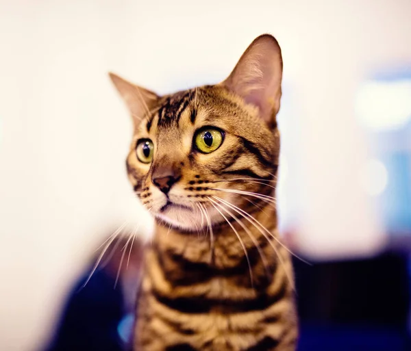 Beautiful Stylish Bengal Cat Animal Portrait Funny Cat — Stock Photo, Image