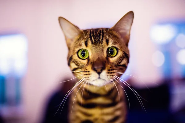 美しいスタイリッシュなベンガル猫 動物の肖像画 おかしい猫 — ストック写真