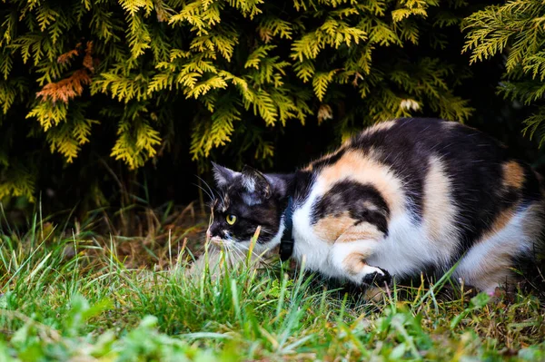 Porträt Einer Dreifarbigen Flauschigen Katzenweibchen Niedliche Katze — Stockfoto