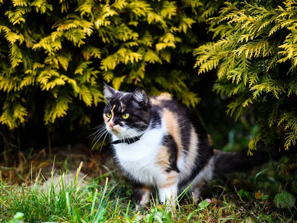 Portrét Tříbarevné Chlupaté Kočičí Samičky Roztomilá Kočka — Stock fotografie