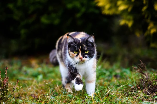 Портрет Трехцветной Пушистой Кошки Милый Кот — стоковое фото