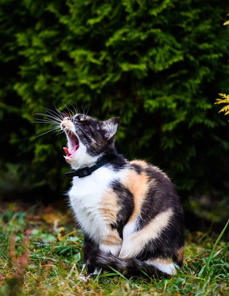 Renkli Tüylü Kedi Dişi Portresi Şirin Kedi — Stok fotoğraf