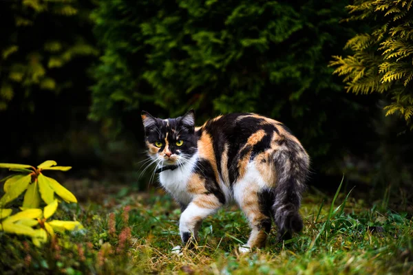 Portrét Tříbarevné Chlupaté Kočičí Samičky Roztomilá Kočka — Stock fotografie