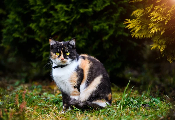 Portrait Three Colored Fluffy Cat Female Cute Cat — Stock Photo, Image