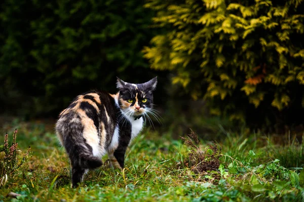 Portrét Tříbarevné Chlupaté Kočičí Samičky Roztomilá Kočka — Stock fotografie