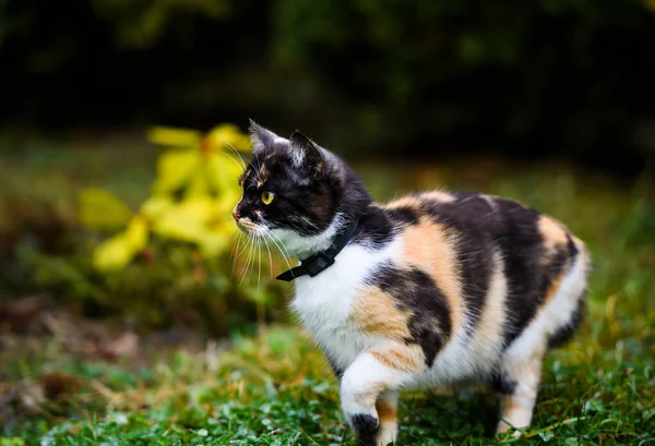 Retrato Una Hembra Felina Mullida Tres Colores Lindo Gato — Foto de Stock