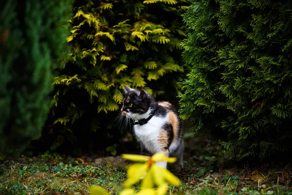 Porträtt Trefärgad Fluffig Katt Kvinna Söt Katt — Stockfoto