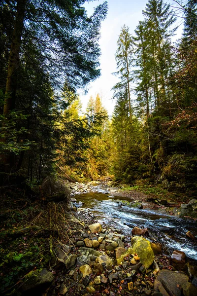 Beautiful Forest Carpathian Mountains Ukraine Europe Scenery Nature Sunlight Beauty — Stock Photo, Image