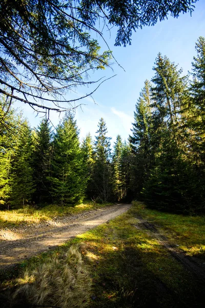 Schöner Wald Den Karpaten Ukraine Europa Landschaft Der Natur Mit — Stockfoto