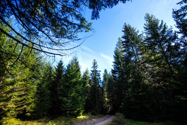 Schöner Wald Den Karpaten Ukraine Europa Landschaft Der Natur Mit — Stockfoto