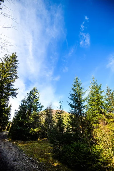 Schöner Wald Den Karpaten Ukraine Europa Landschaft Der Natur Mit — Stockfoto