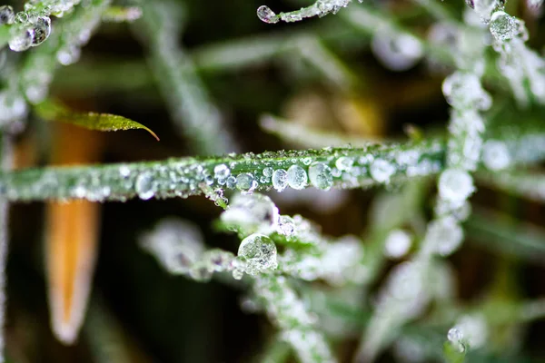 Makro Rumput Dengan Embun Beku Dan Tetes Air — Stok Foto