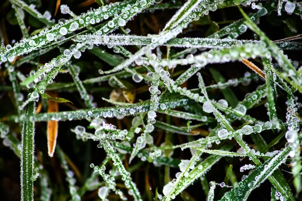 Makro Auf Gras Mit Frost Und Wassertropfen — Stockfoto