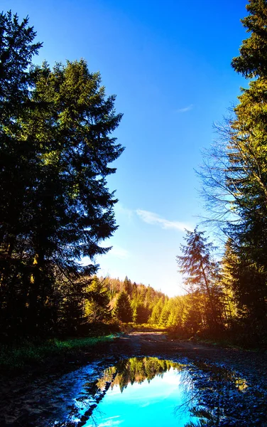 Sonnenaufgang Einem Wunderschönen Wald Den Karpaten Ukraine Europa Landschaft Der — Stockfoto